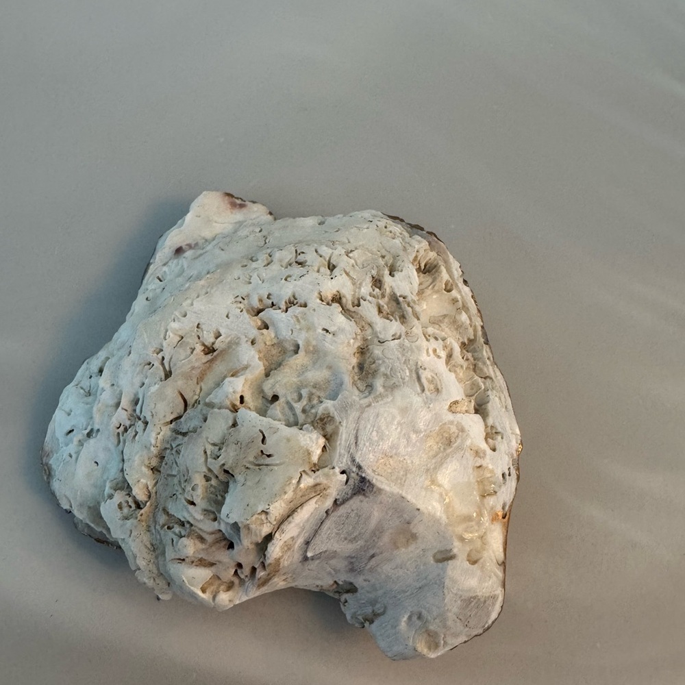 Oyster Shell White Flower Market Floral Peony Pattern Ring Dish - Picture 3 of 5